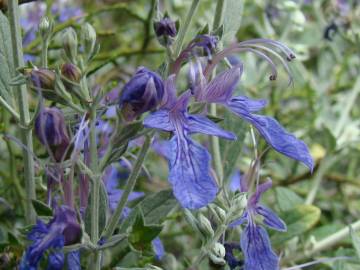 Fotografia da espécie Teucrium fruticans