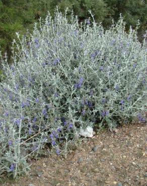 Fotografia 6 da espécie Teucrium fruticans no Jardim Botânico UTAD