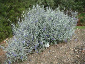 Fotografia da espécie Teucrium fruticans