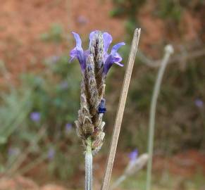 Fotografia da espécie Lavandula multifida