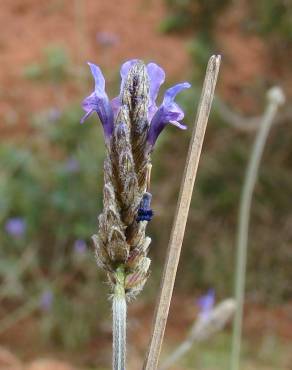 Fotografia 2 da espécie Lavandula multifida no Jardim Botânico UTAD