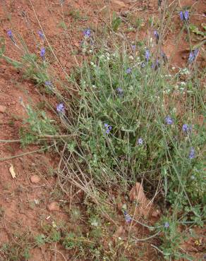 Fotografia 3 da espécie Lavandula multifida no Jardim Botânico UTAD