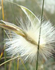 Lygeum spartum