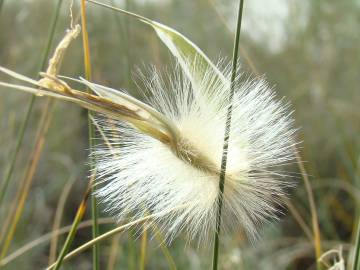 Fotografia da espécie Lygeum spartum
