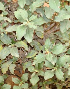 Fotografia 5 da espécie Cistus laurifolius no Jardim Botânico UTAD