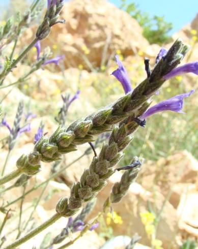 Fotografia de capa Lavandula multifida - do Jardim Botânico