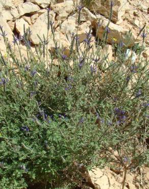 Fotografia 4 da espécie Lavandula multifida no Jardim Botânico UTAD