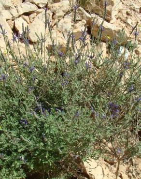 Fotografia 4 da espécie Lavandula multifida no Jardim Botânico UTAD