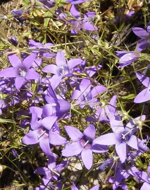 Fotografia 5 da espécie Campanula lusitanica subesp. lusitanica no Jardim Botânico UTAD
