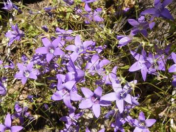 Fotografia da espécie Campanula lusitanica subesp. lusitanica