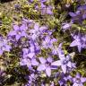 Fotografia 5 da espécie Campanula lusitanica subesp. lusitanica do Jardim Botânico UTAD