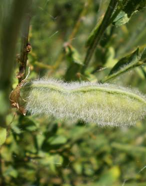 Fotografia 7 da espécie Cytisus striatus no Jardim Botânico UTAD