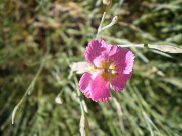 Fotografia da espécie Dianthus lusitanus