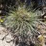 Fotografia 5 da espécie Dianthus lusitanus do Jardim Botânico UTAD