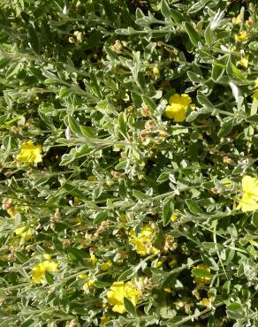 Fotografia 5 da espécie Halimium lasianthum subesp. alyssoides no Jardim Botânico UTAD