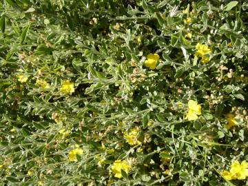 Fotografia da espécie Halimium lasianthum subesp. alyssoides