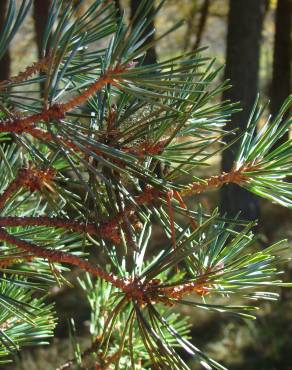 Fotografia 5 da espécie Pinus sylvestris no Jardim Botânico UTAD