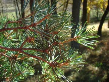 Fotografia da espécie Pinus sylvestris