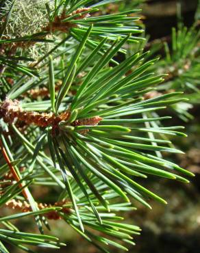 Fotografia 6 da espécie Pinus sylvestris no Jardim Botânico UTAD