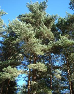 Fotografia 7 da espécie Pinus sylvestris no Jardim Botânico UTAD