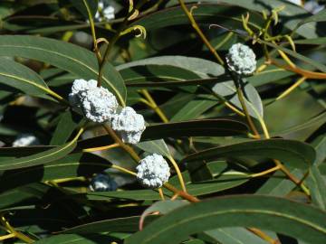 Fotografia da espécie Eucalyptus globulus