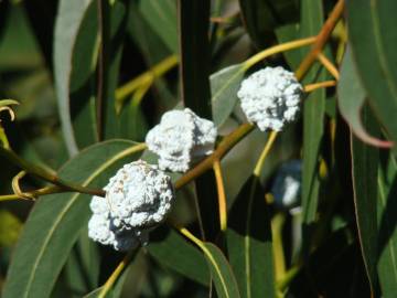 Fotografia da espécie Eucalyptus globulus