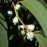 Fotografia 6 da espécie Eucalyptus globulus do Jardim Botânico UTAD