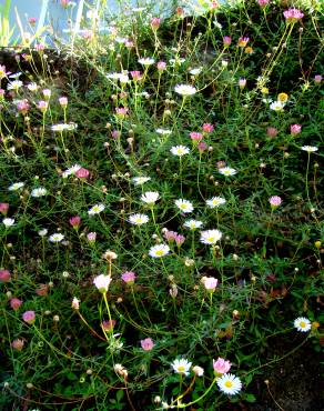 Fotografia 6 da espécie Erigeron karvinskianus no Jardim Botânico UTAD