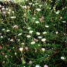 Fotografia 6 da espécie Erigeron karvinskianus do Jardim Botânico UTAD