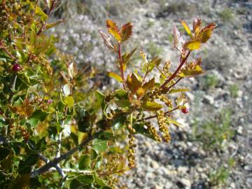 Fotografia da espécie Quercus coccifera