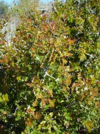 Fotografia da espécie Quercus coccifera