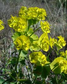 Fotografia da espécie Euphorbia serrata