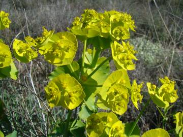 Fotografia da espécie Euphorbia serrata