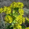 Fotografia 4 da espécie Euphorbia serrata do Jardim Botânico UTAD