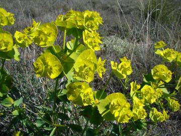 Fotografia da espécie Euphorbia serrata