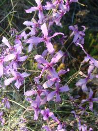 Fotografia da espécie Matthiola fruticulosa subesp. fruticulosa