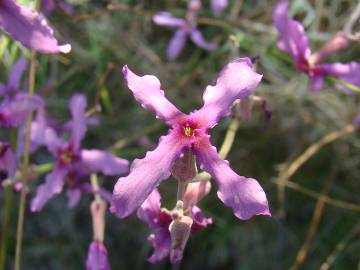 Fotografia da espécie Matthiola fruticulosa subesp. fruticulosa