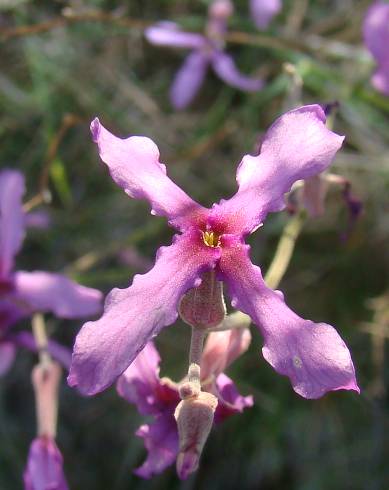 Fotografia de capa Matthiola fruticulosa subesp. fruticulosa - do Jardim Botânico