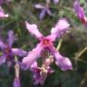 Fotografia 1 da espécie Matthiola fruticulosa subesp. fruticulosa do Jardim Botânico UTAD