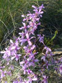 Fotografia da espécie Matthiola fruticulosa subesp. fruticulosa