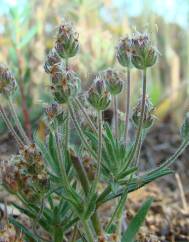 Plantago afra