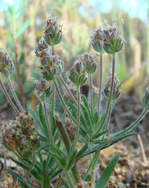 Fotografia 1 da espécie Plantago afra no Jardim Botânico UTAD