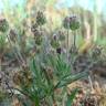 Fotografia 1 da espécie Plantago afra do Jardim Botânico UTAD