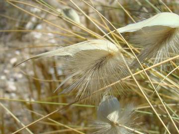 Fotografia da espécie Lygeum spartum