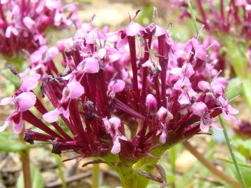 Fotografia da espécie Valeriana cornucopiae