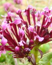 Fotografia da espécie Valeriana cornucopiae