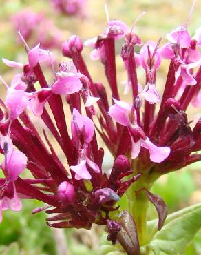 Fotografia 1 da espécie Valeriana cornucopiae no Jardim Botânico UTAD