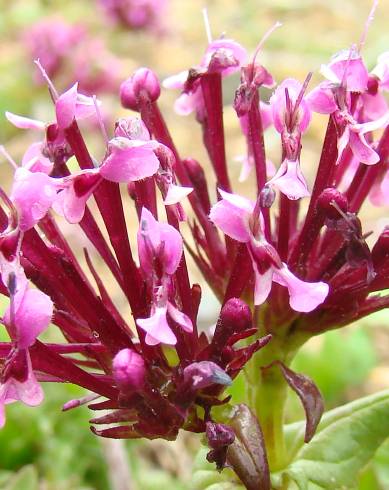 Fotografia de capa Valeriana cornucopiae - do Jardim Botânico