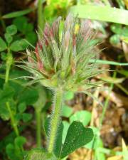 Fotografia da espécie Trifolium stellatum