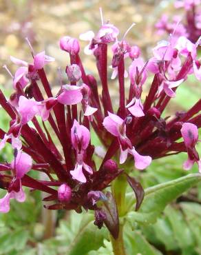 Fotografia 3 da espécie Valeriana cornucopiae no Jardim Botânico UTAD